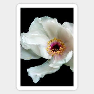 Snow White Peony Sticker